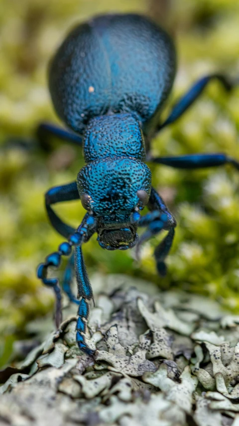 a blue insect is walking on a rock