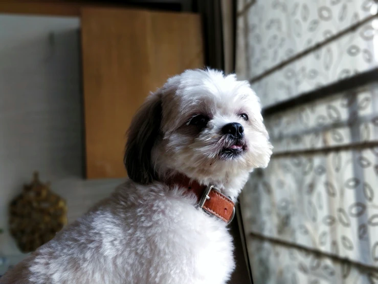 small white dog with a brown collar sitting by a window