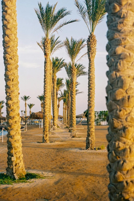 there are several trees lined up on the beach