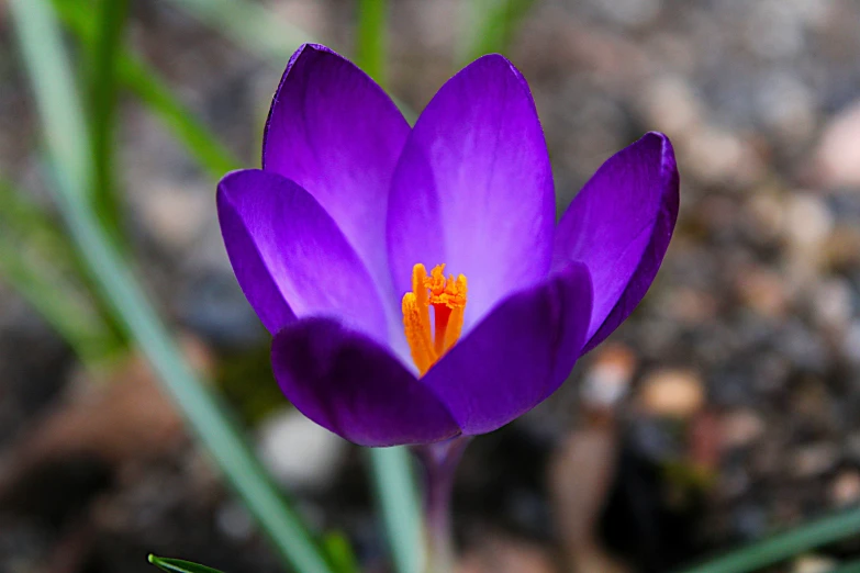 a purple flower that is standing out from the ground