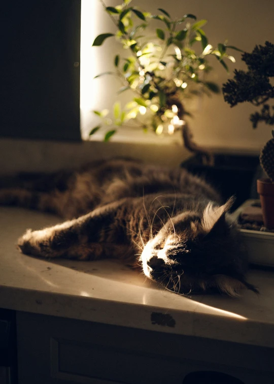 an adorable cat laying on top of a desk