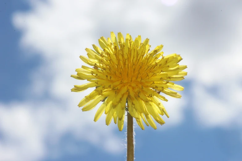 a tall yellow flower in a blue sky