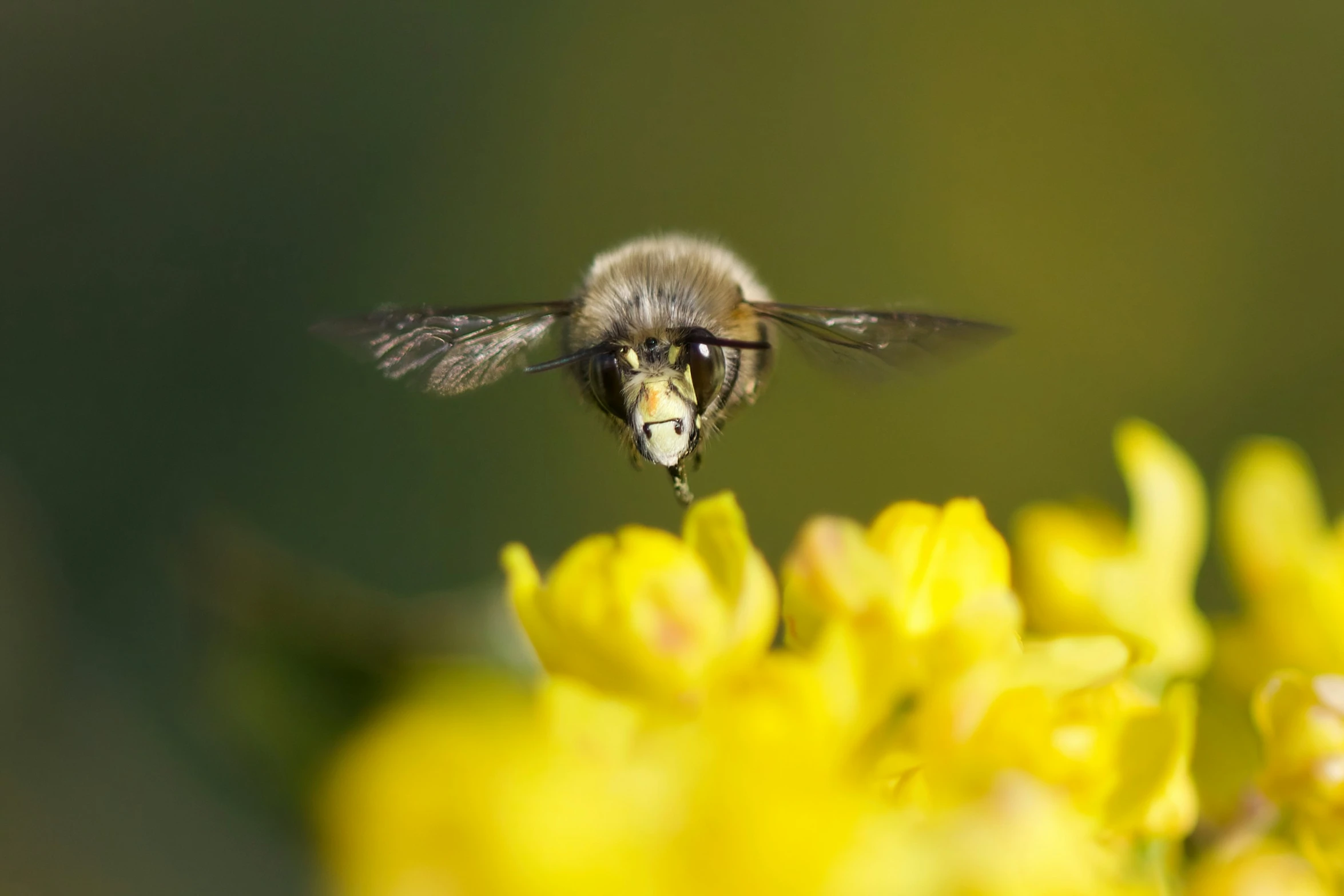 the honeybee is flying right up to the flower