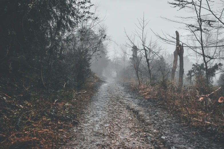 an eerie pograph of a misty path in the woods