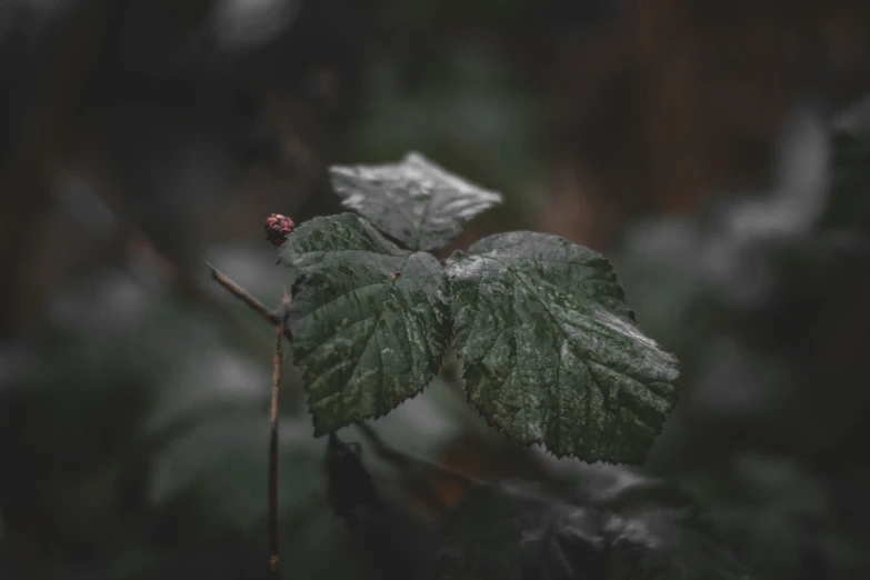 a plant with some leaves all around it