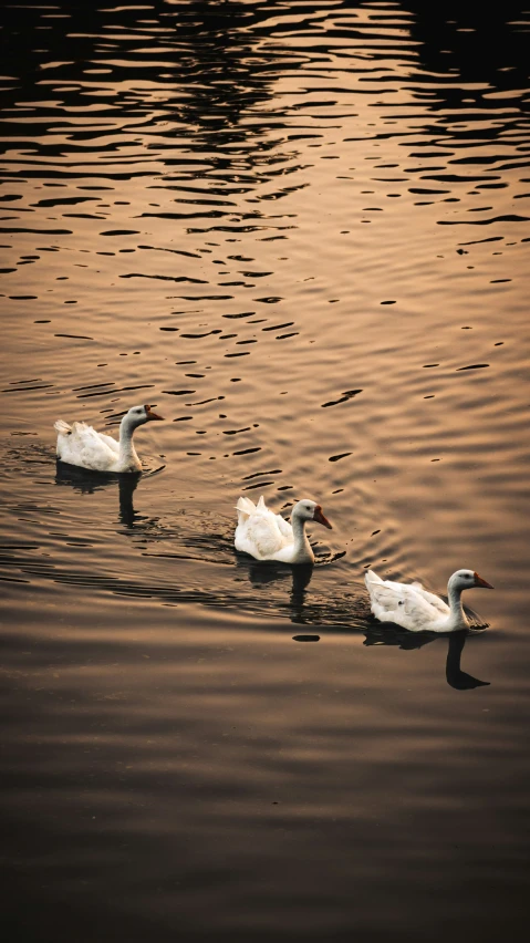 three ducks are swimming on the water