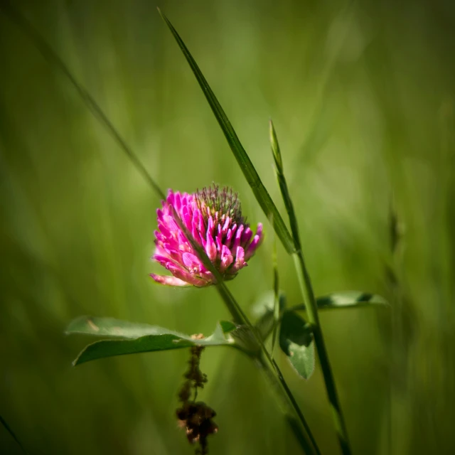 an open field with a small pink flower