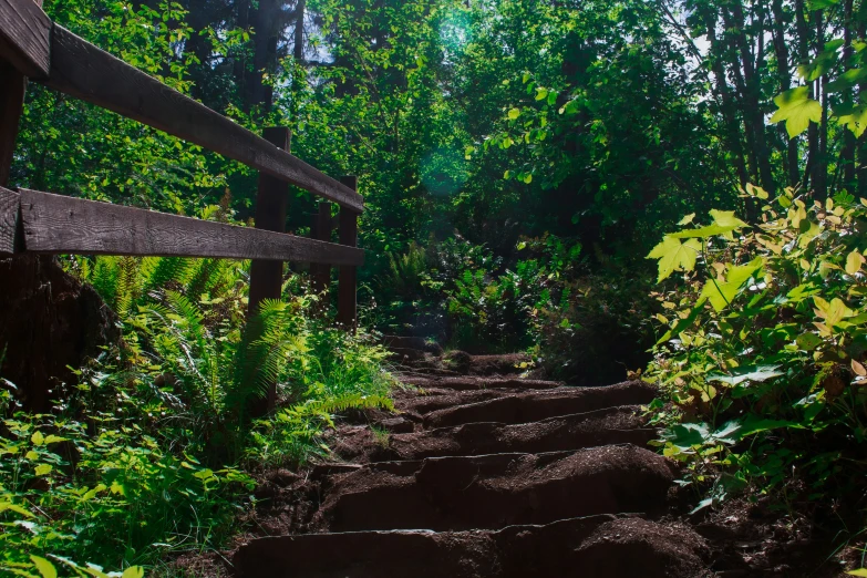 a path leading through a forest in sunlight