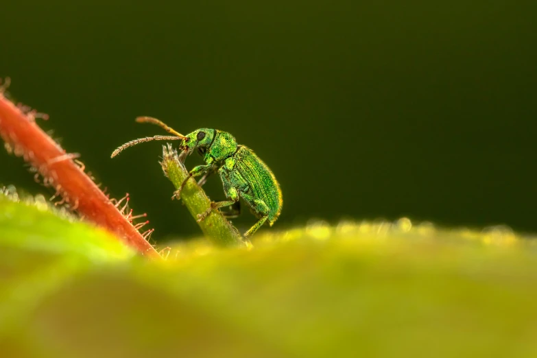 a green insect on a plant with some long needles