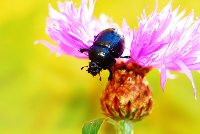 a large black beetle sitting on a flower