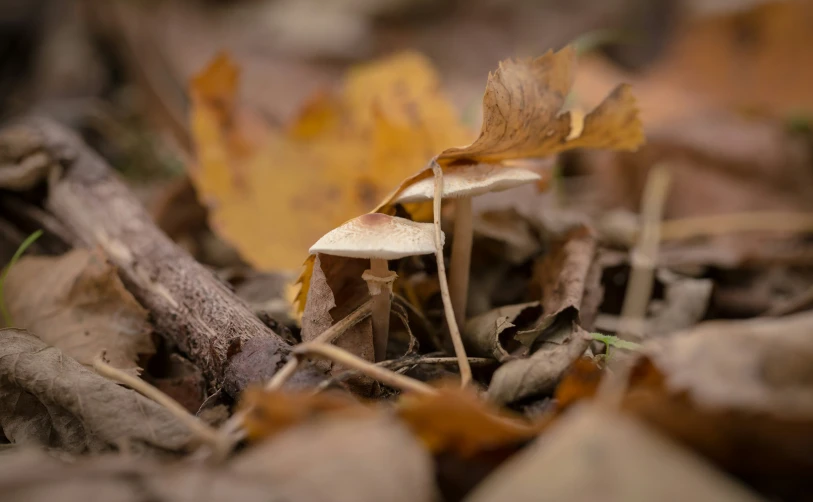 closeup of small mushrooms on the ground
