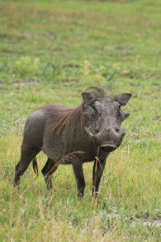 a young warthog in a grassy field