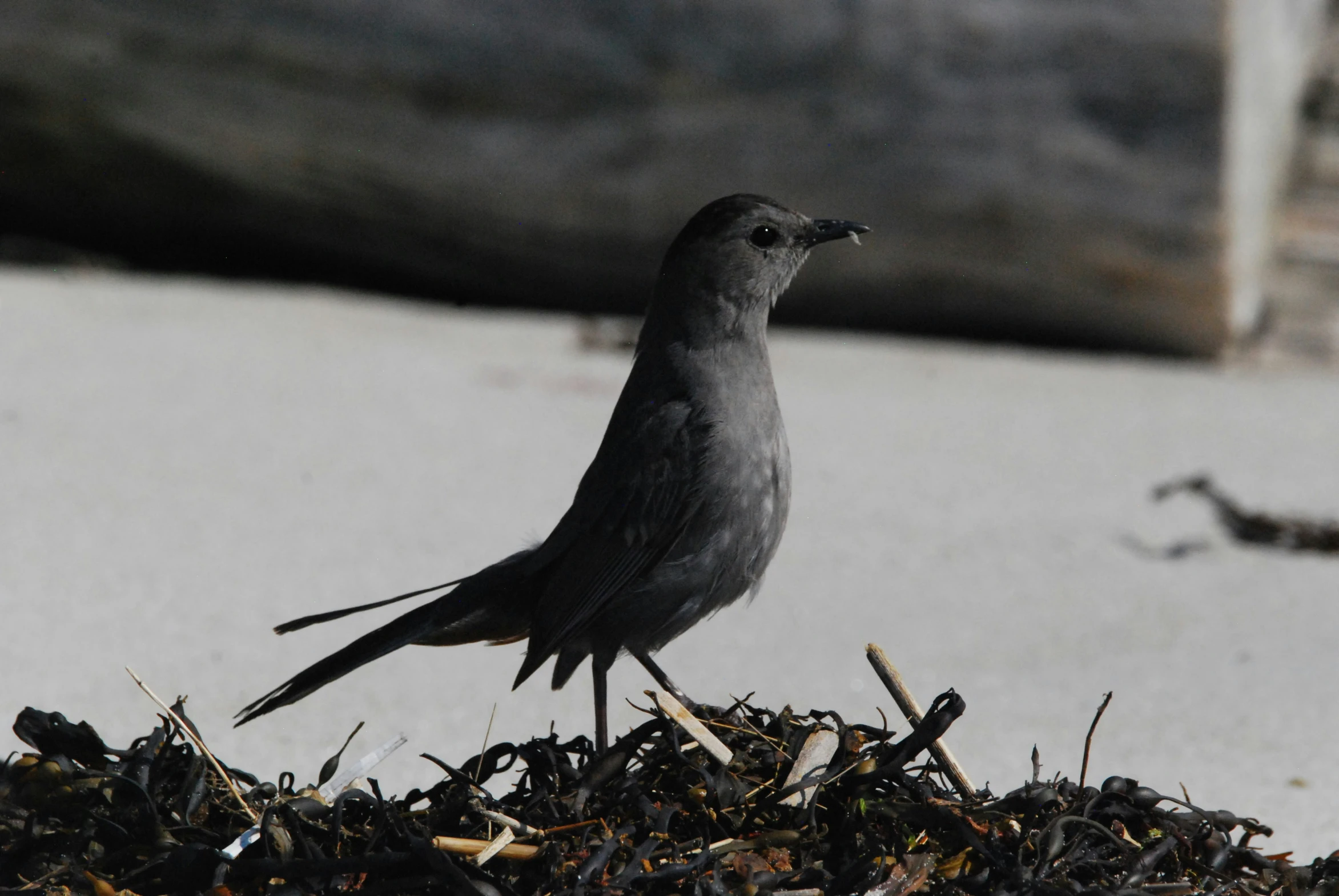 a bird is standing on the ground with some debris