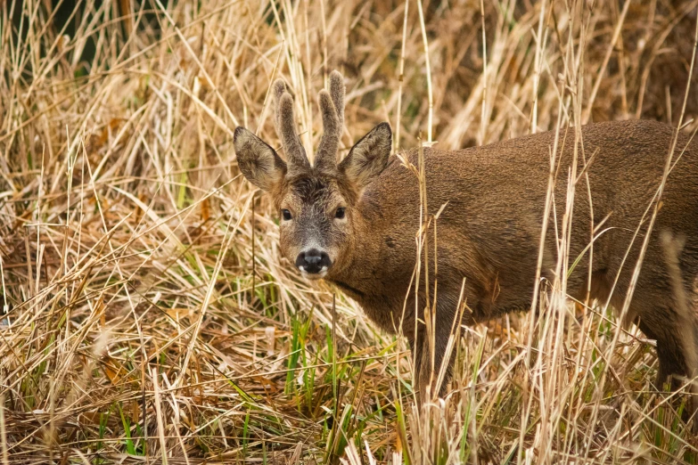 this young deer is in the tall grass