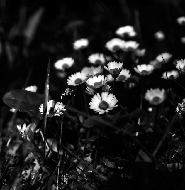 black and white image of daisies in the grass