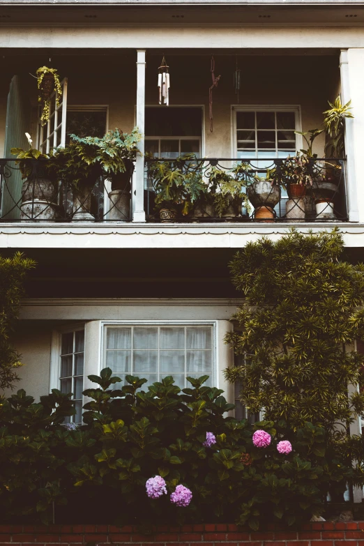 potted plants growing in the windows of two apartment buildings