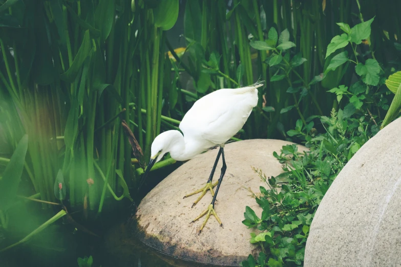 a white bird standing on top of a rock near water