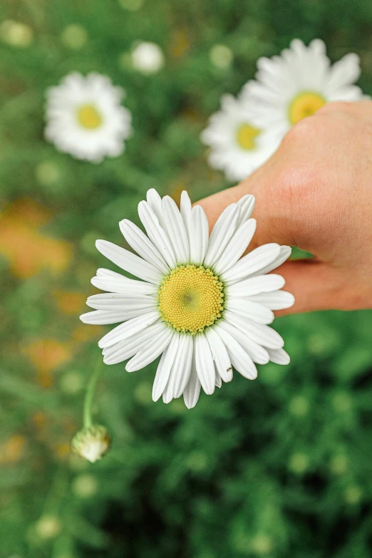 a person holding a flower in their hand