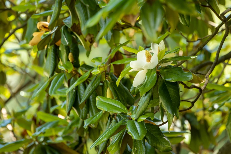 some very pretty flowers with green leaves on it