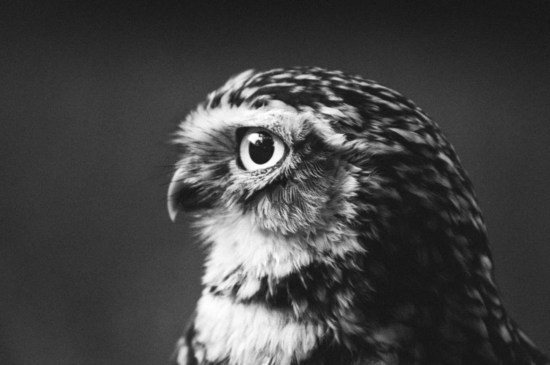 a close up view of an owl with very large eyes