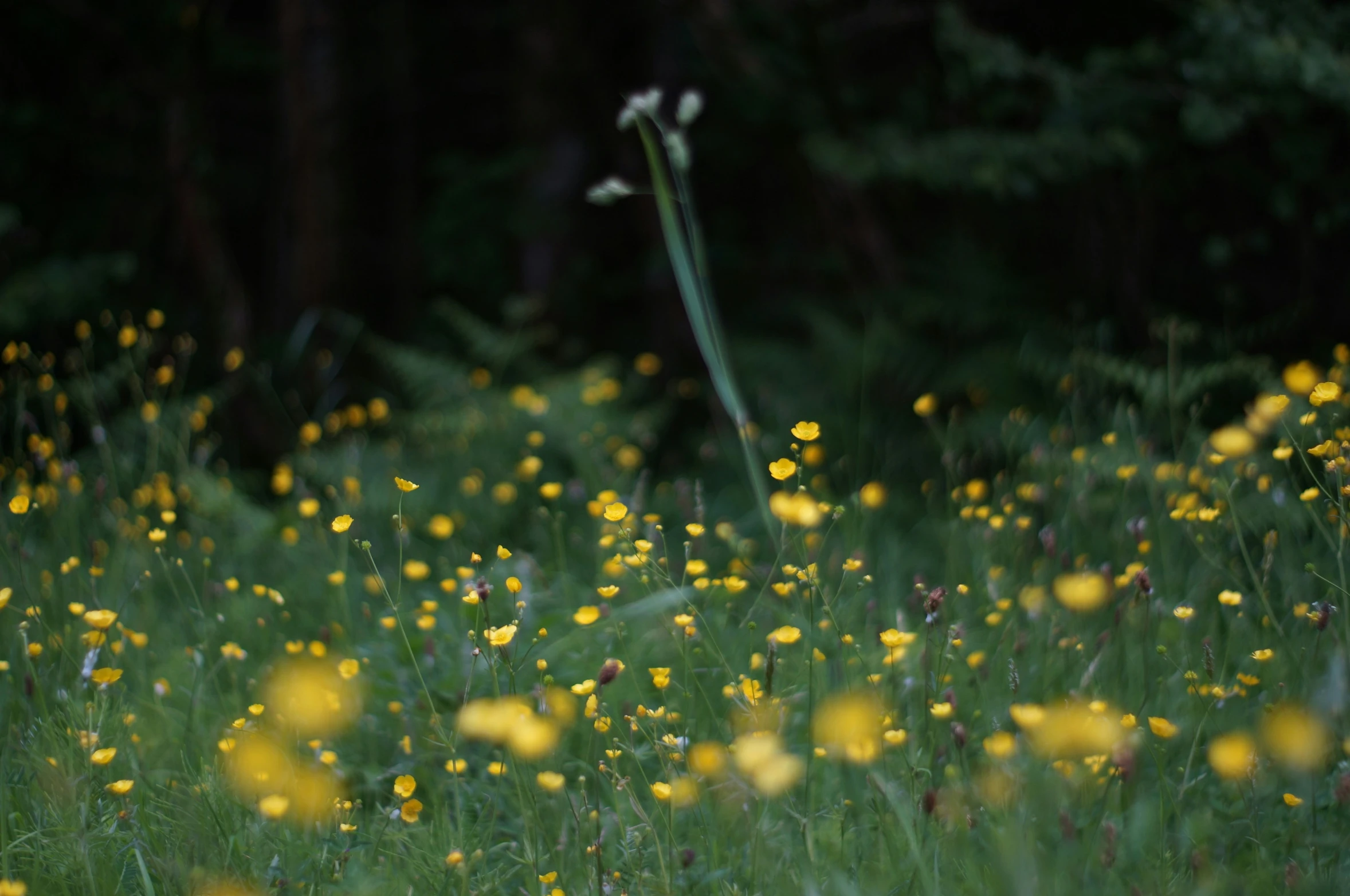 a field of yellow flowers sitting next to a forest