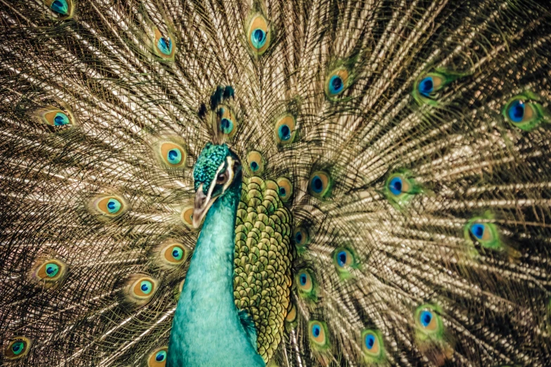 a large, beautiful peacock with its feathers all out