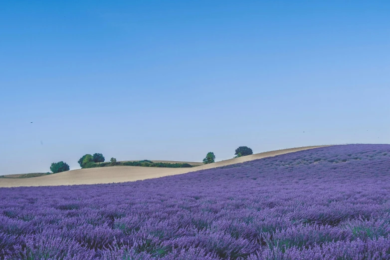 a very big hill covered in lots of pretty purple flowers