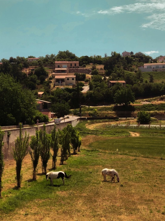 three sheep grazing in the grass next to a road