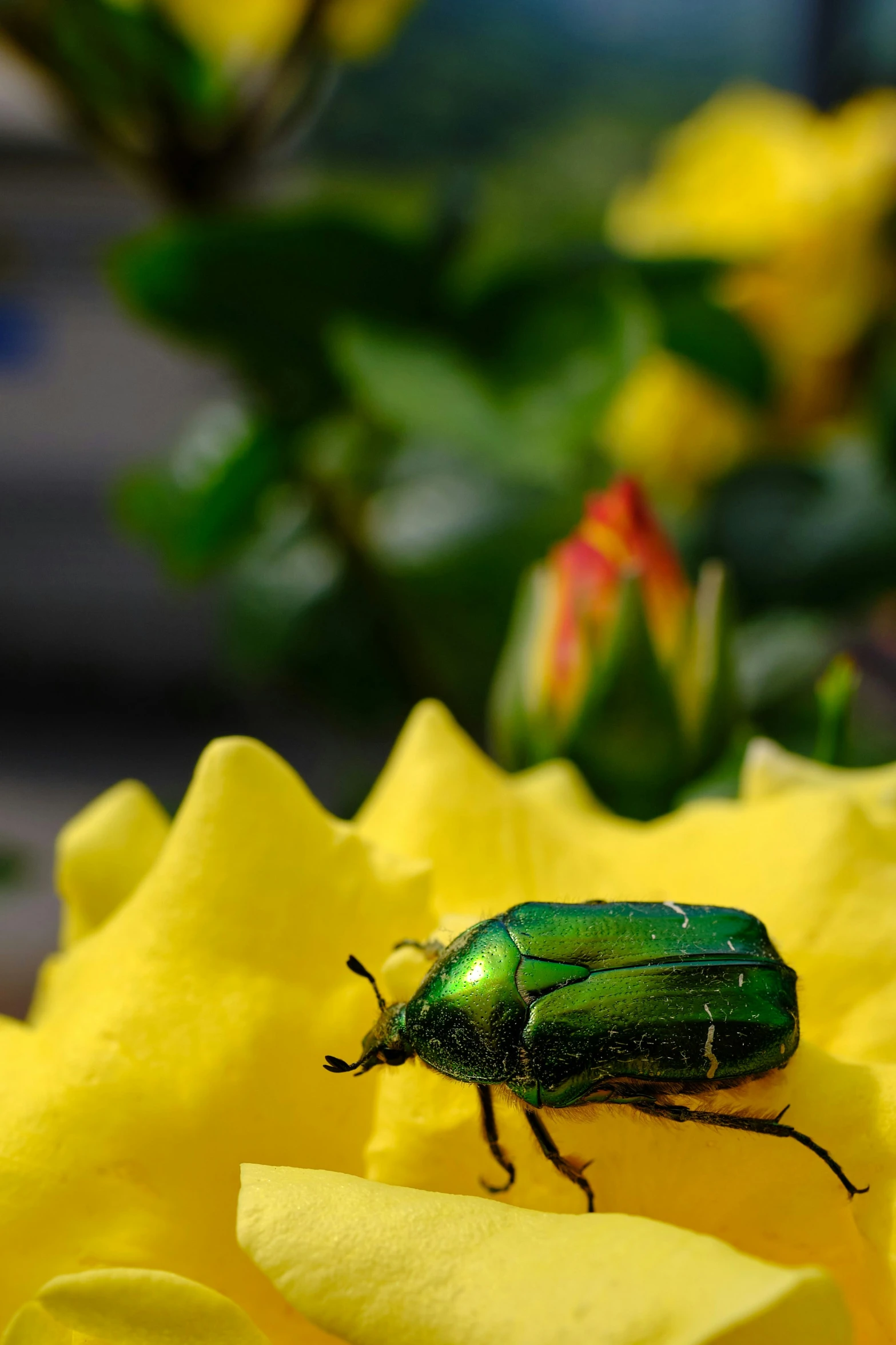 a green insect sitting on top of a yellow flower