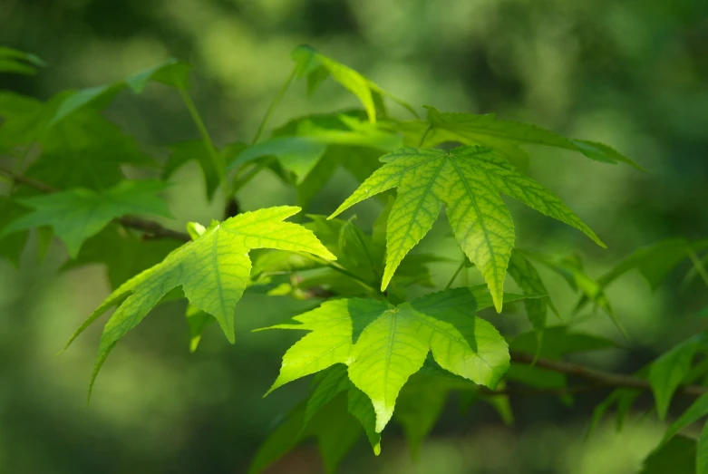 green leaves growing on a nch in a forest