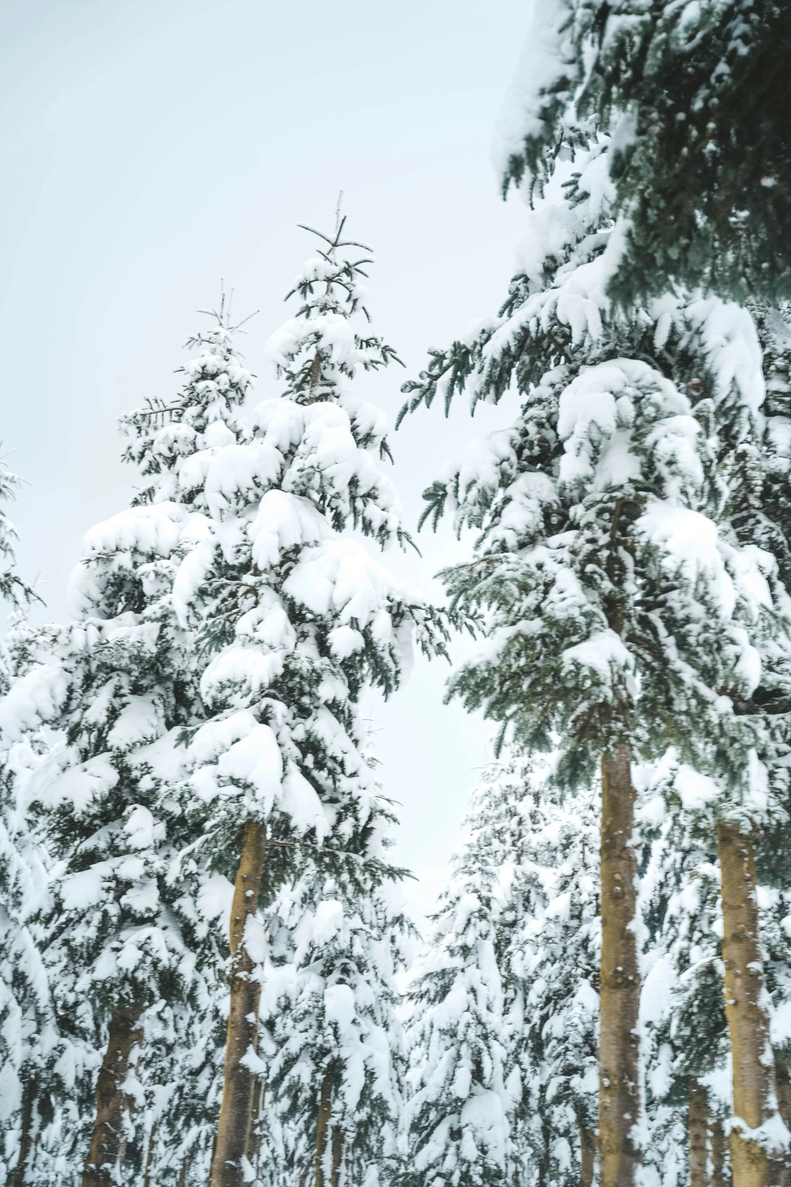 snow is falling on some trees in the winter