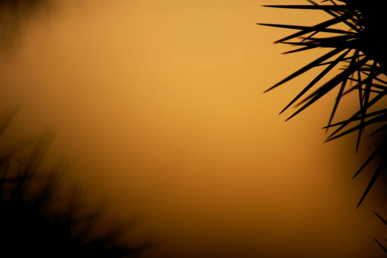 a very close up s of a bush with dark green needles