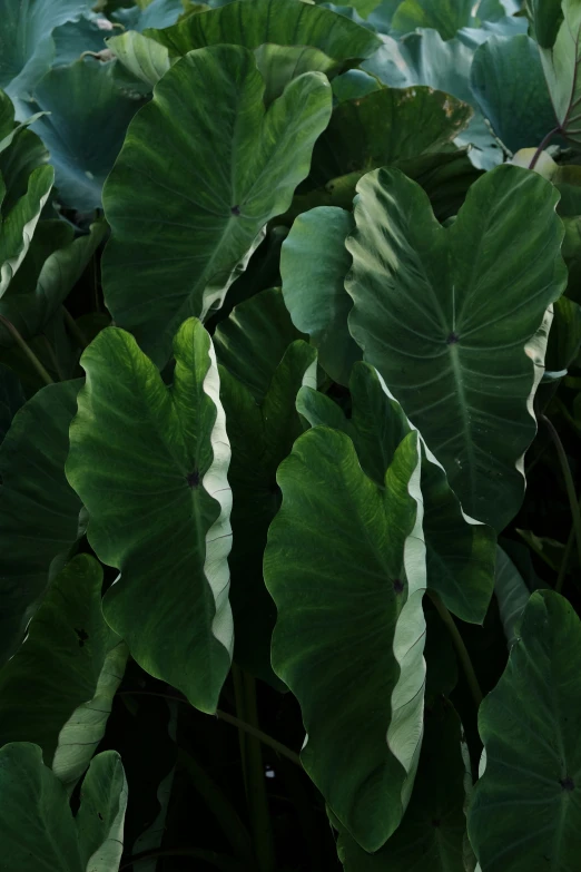 a bunch of large leafy plants grow together