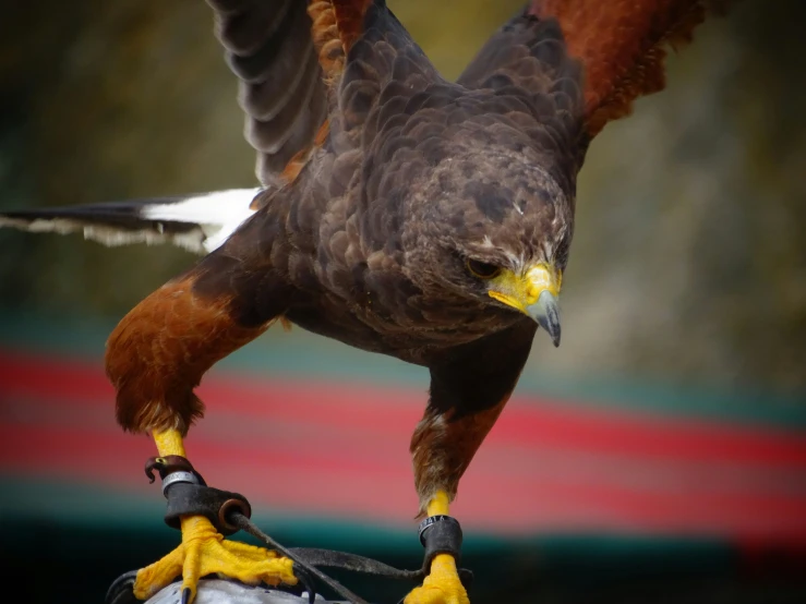 an image of a bird with wings spread out