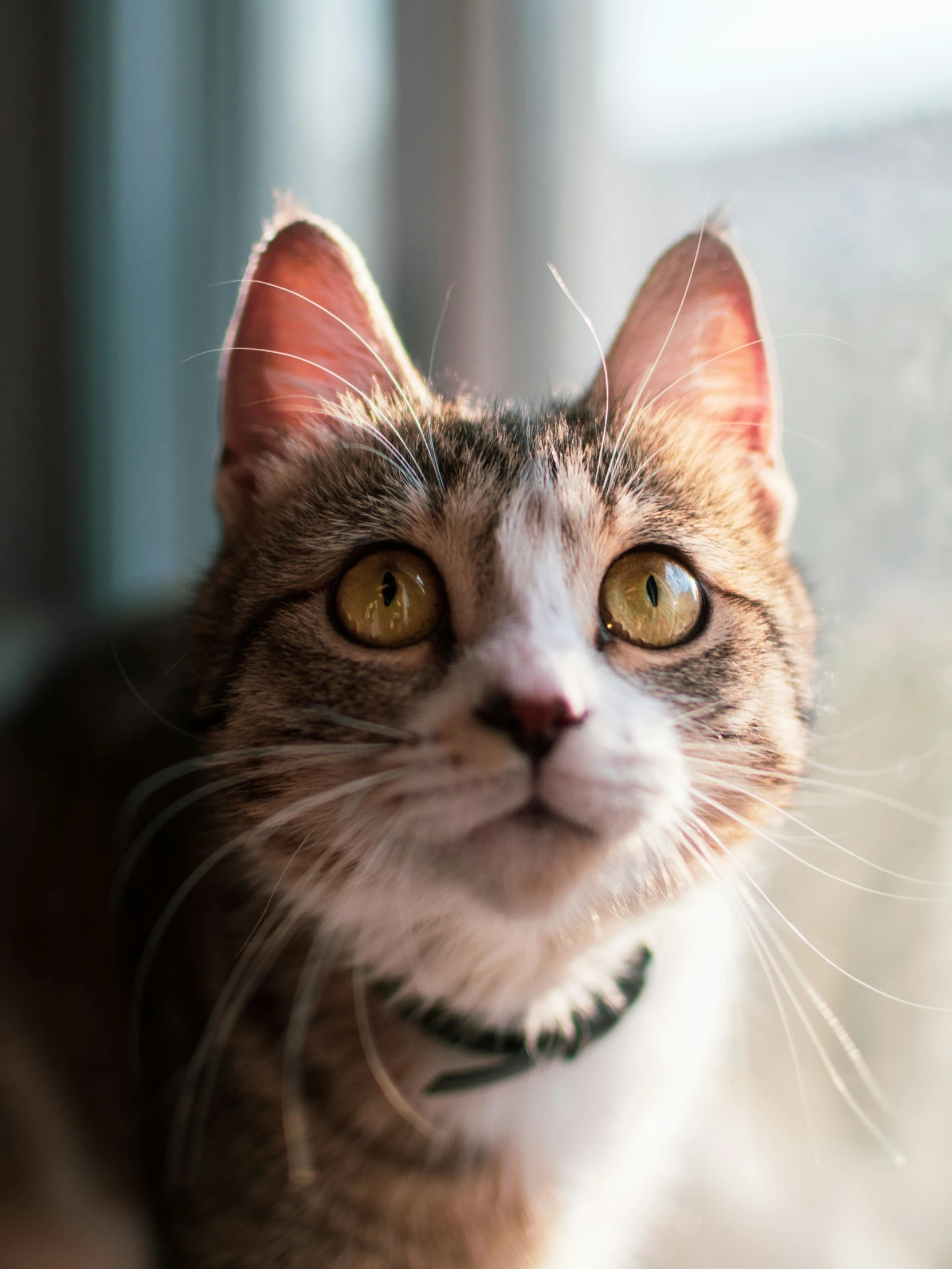 a cat stares towards the camera while sitting on a window ledge