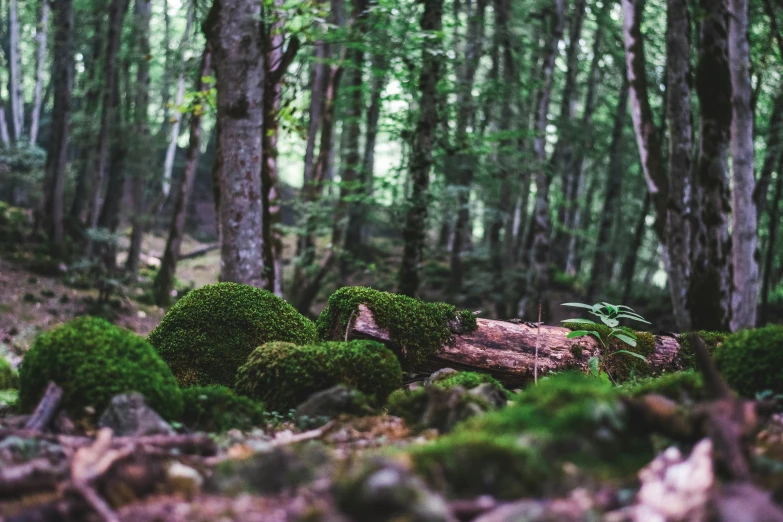 a group of trees and some leaves in the ground