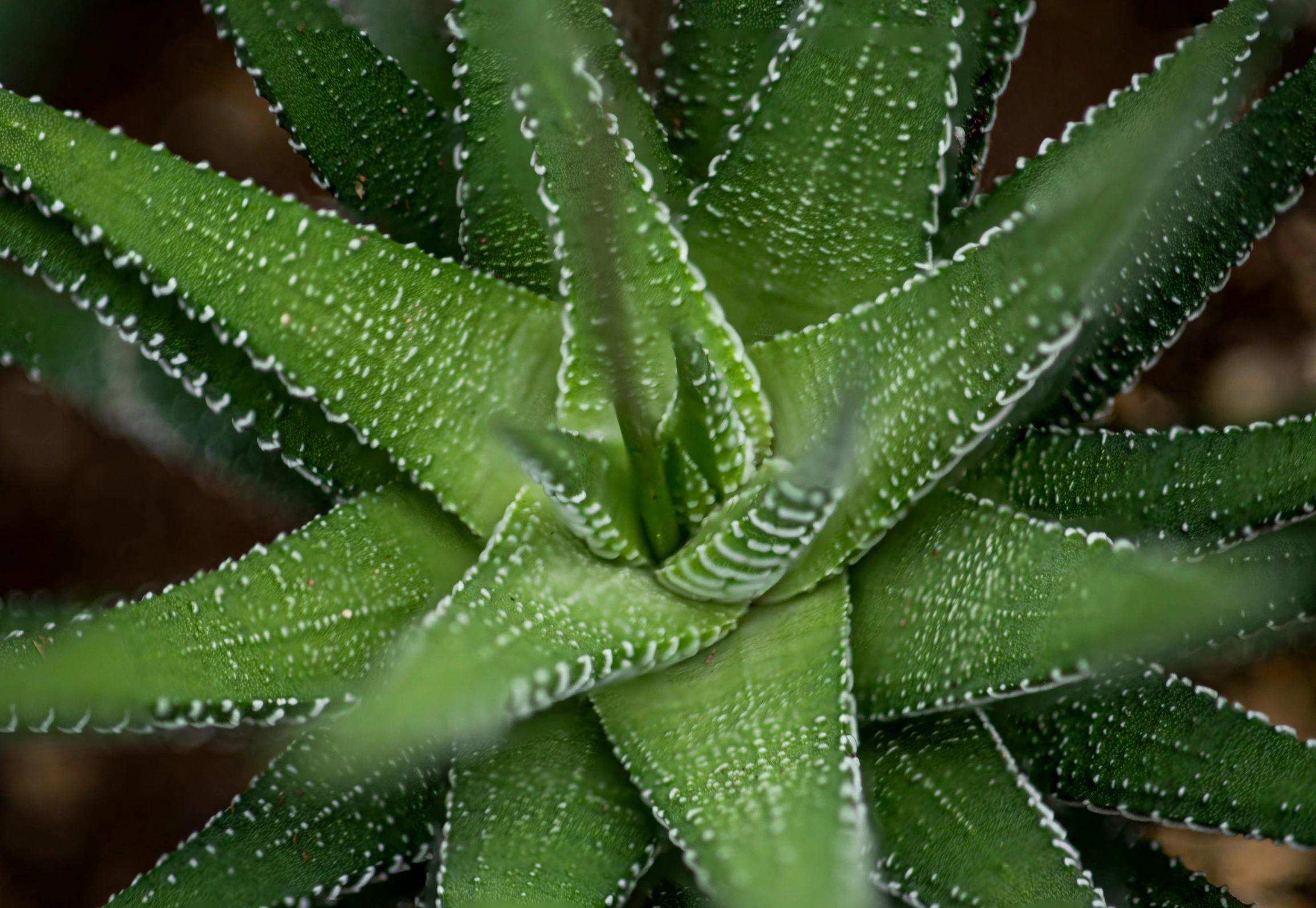 a very pretty green plant with some dew on it