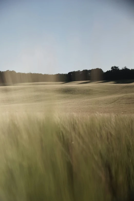 an open field of tall grass under a clear blue sky