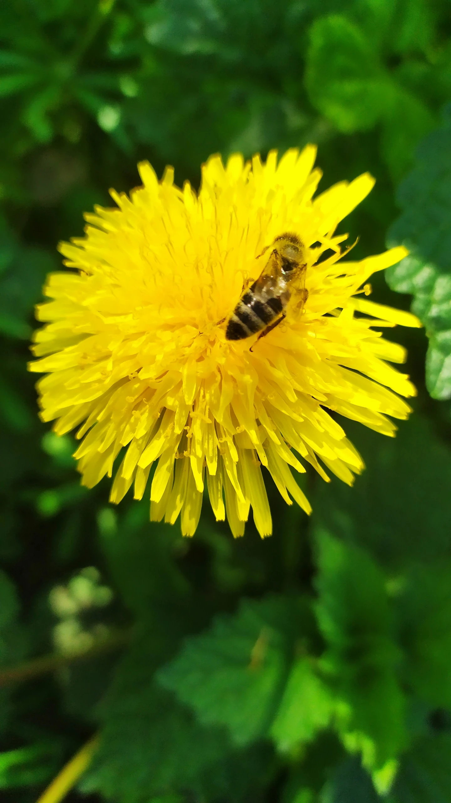 the bee is flying around the yellow flower