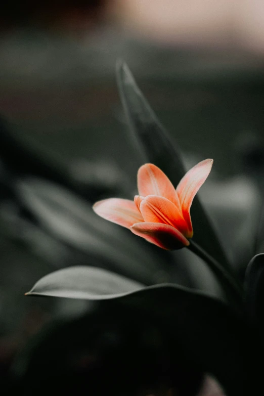 a single flower is on a blurry black and white background