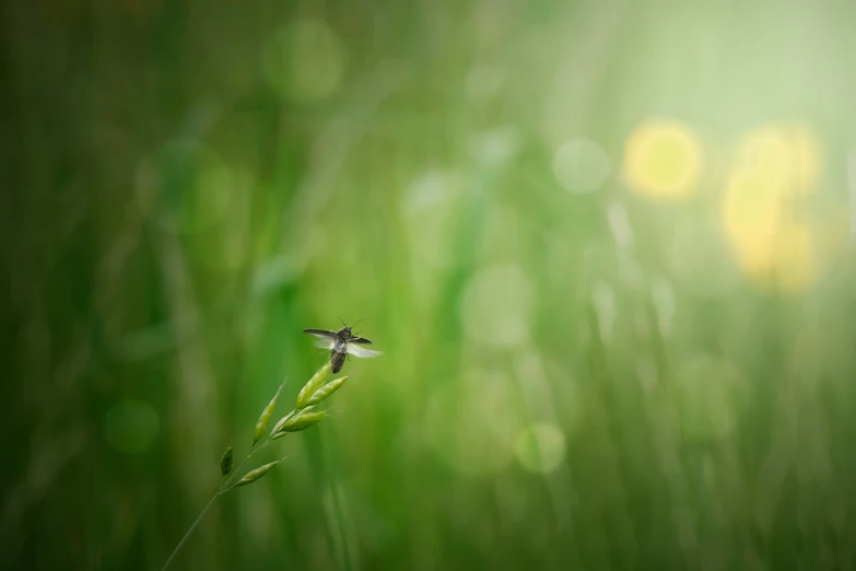 a little insect that is sitting on top of some grass