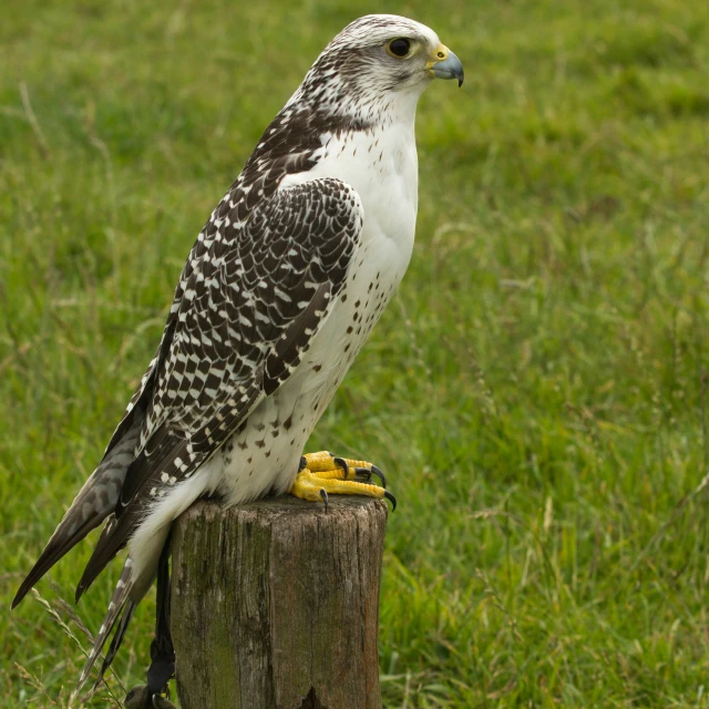 a hawk sits on top of a wooden post