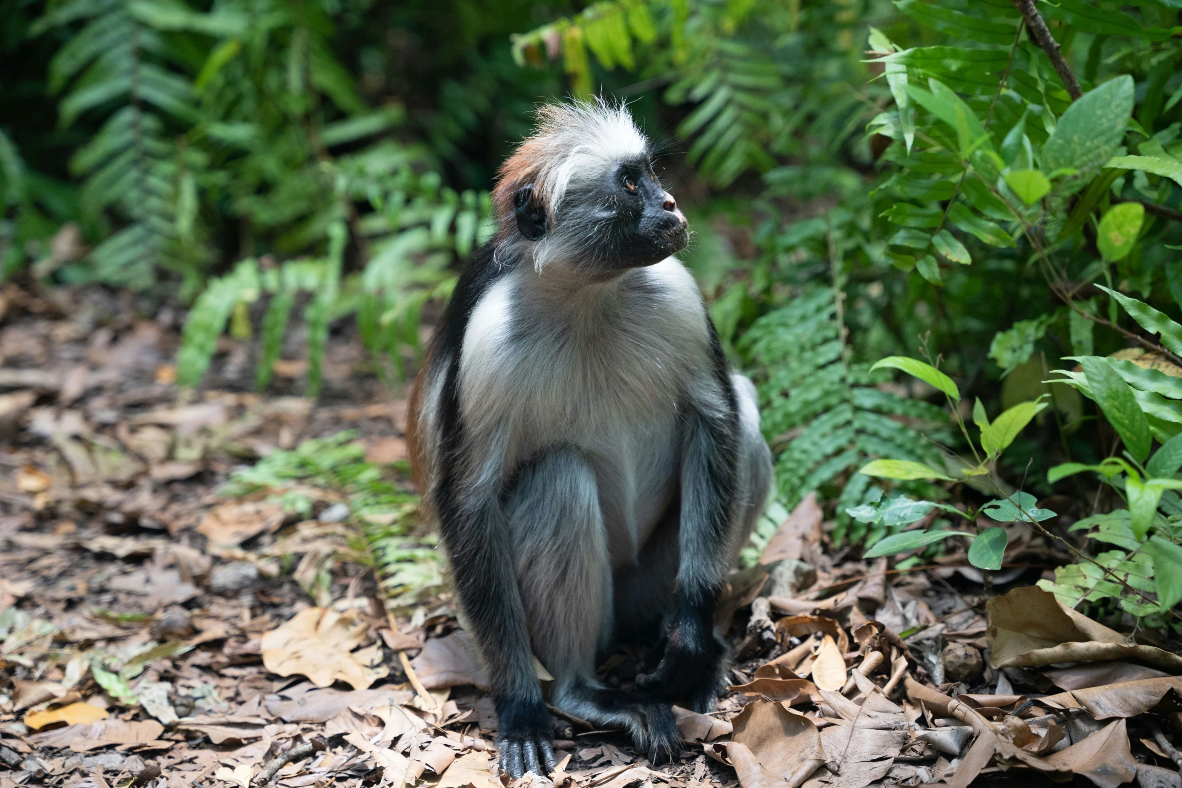 a small gray and white monkey standing on leaf covered ground