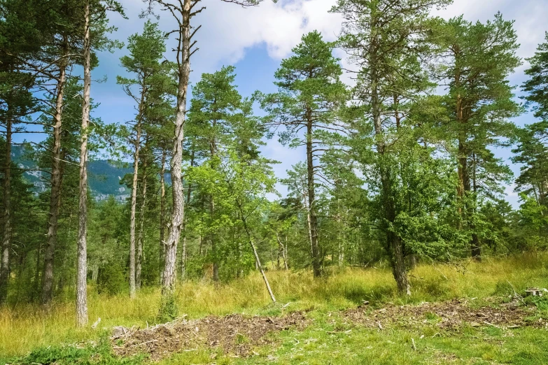 an area where tall trees have grown in a grassy area