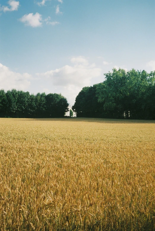 a big field with some grass and trees