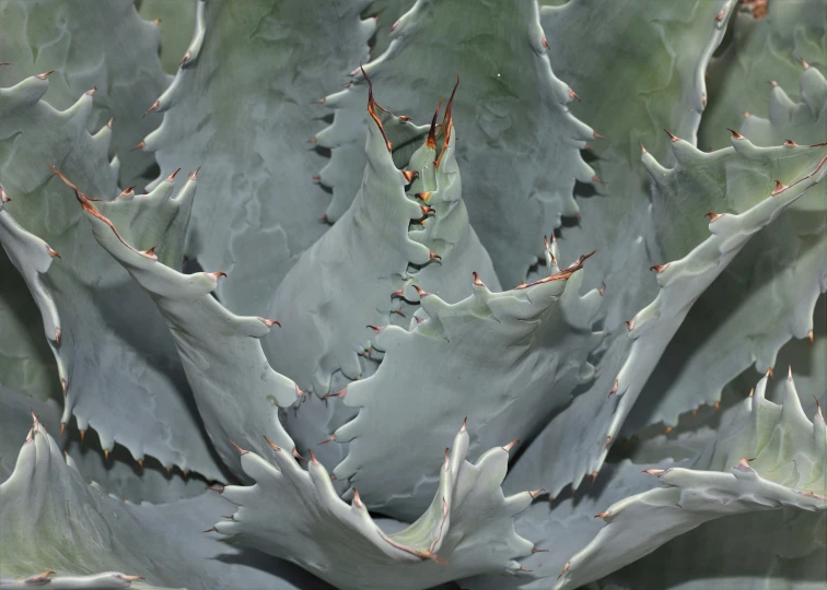 the center portion of a succulent plant with red leaves