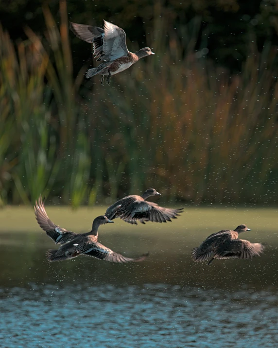 a flock of birds fly over a lake