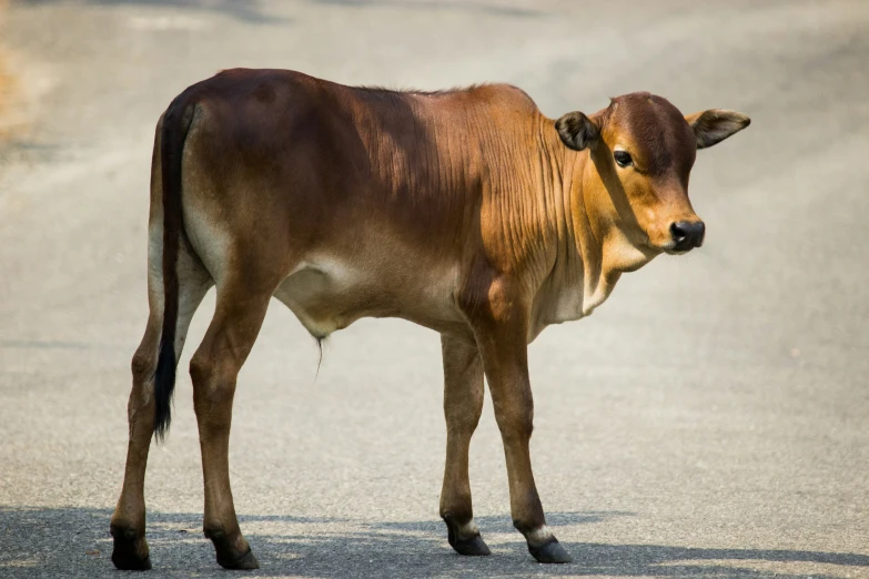 there is a cow standing alone on the street