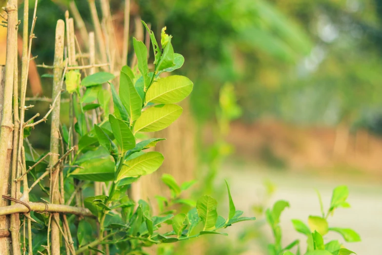 a close up of bamboo plants growing on a fence