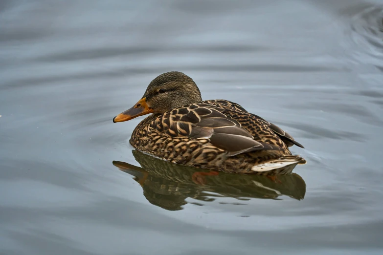 a duck swimming in water next to the shore